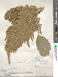 Amaranthus hypochondriacus image