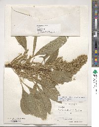 Amaranthus hypochondriacus image