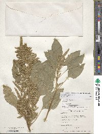 Amaranthus hypochondriacus image