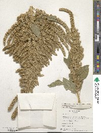 Amaranthus hypochondriacus image