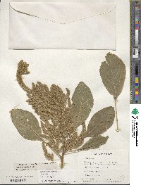 Amaranthus hypochondriacus image