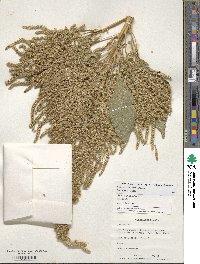 Amaranthus hypochondriacus image