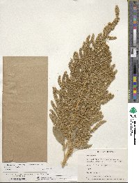 Amaranthus hypochondriacus image