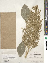 Amaranthus hypochondriacus image