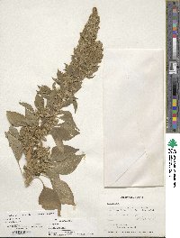 Amaranthus hybridus image