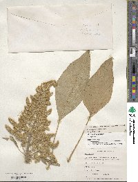 Amaranthus hypochondriacus image