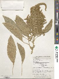 Amaranthus cruentus image