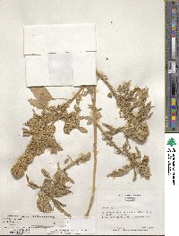 Amaranthus caudatus image