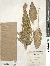 Amaranthus hypochondriacus image