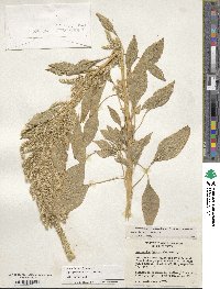 Amaranthus hypochondriacus image