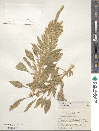 Amaranthus hypochondriacus image