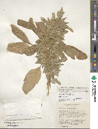 Amaranthus hypochondriacus image