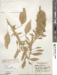 Amaranthus hypochondriacus image