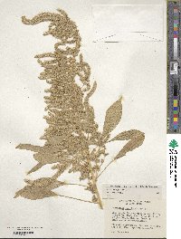 Amaranthus hypochondriacus image