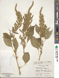 Amaranthus hypochondriacus image