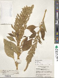 Amaranthus hypochondriacus image