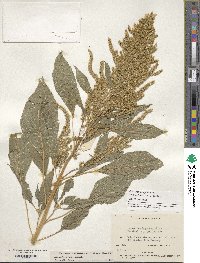 Amaranthus hypochondriacus image