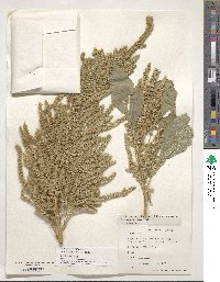 Amaranthus hypochondriacus image