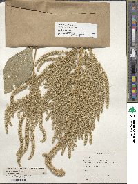 Amaranthus hypochondriacus image