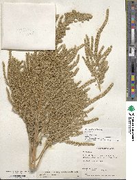 Amaranthus hypochondriacus image