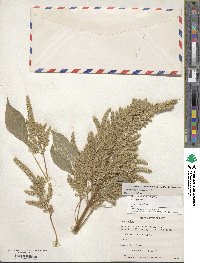 Amaranthus hypochondriacus image