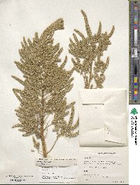 Amaranthus hypochondriacus image