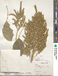 Amaranthus hypochondriacus image