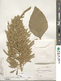 Amaranthus hypochondriacus image