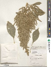 Amaranthus hypochondriacus image