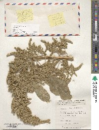 Amaranthus hypochondriacus image