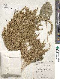 Amaranthus hypochondriacus image