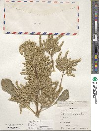 Amaranthus hypochondriacus image