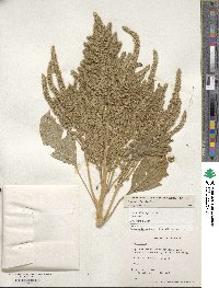 Amaranthus hypochondriacus image