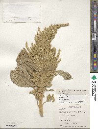 Amaranthus hypochondriacus image