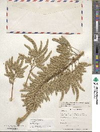 Amaranthus hypochondriacus image