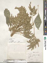 Amaranthus hypochondriacus image