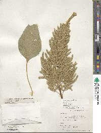 Amaranthus hypochondriacus image