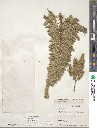 Amaranthus hypochondriacus image