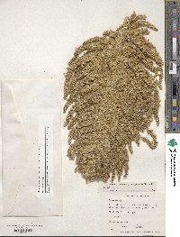 Amaranthus cruentus image