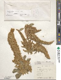 Amaranthus cruentus image