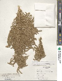 Amaranthus cruentus image