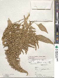 Amaranthus cruentus image