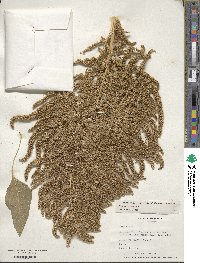 Amaranthus cruentus image