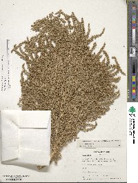 Amaranthus cruentus image