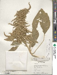 Amaranthus cruentus image