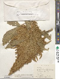 Amaranthus cruentus image