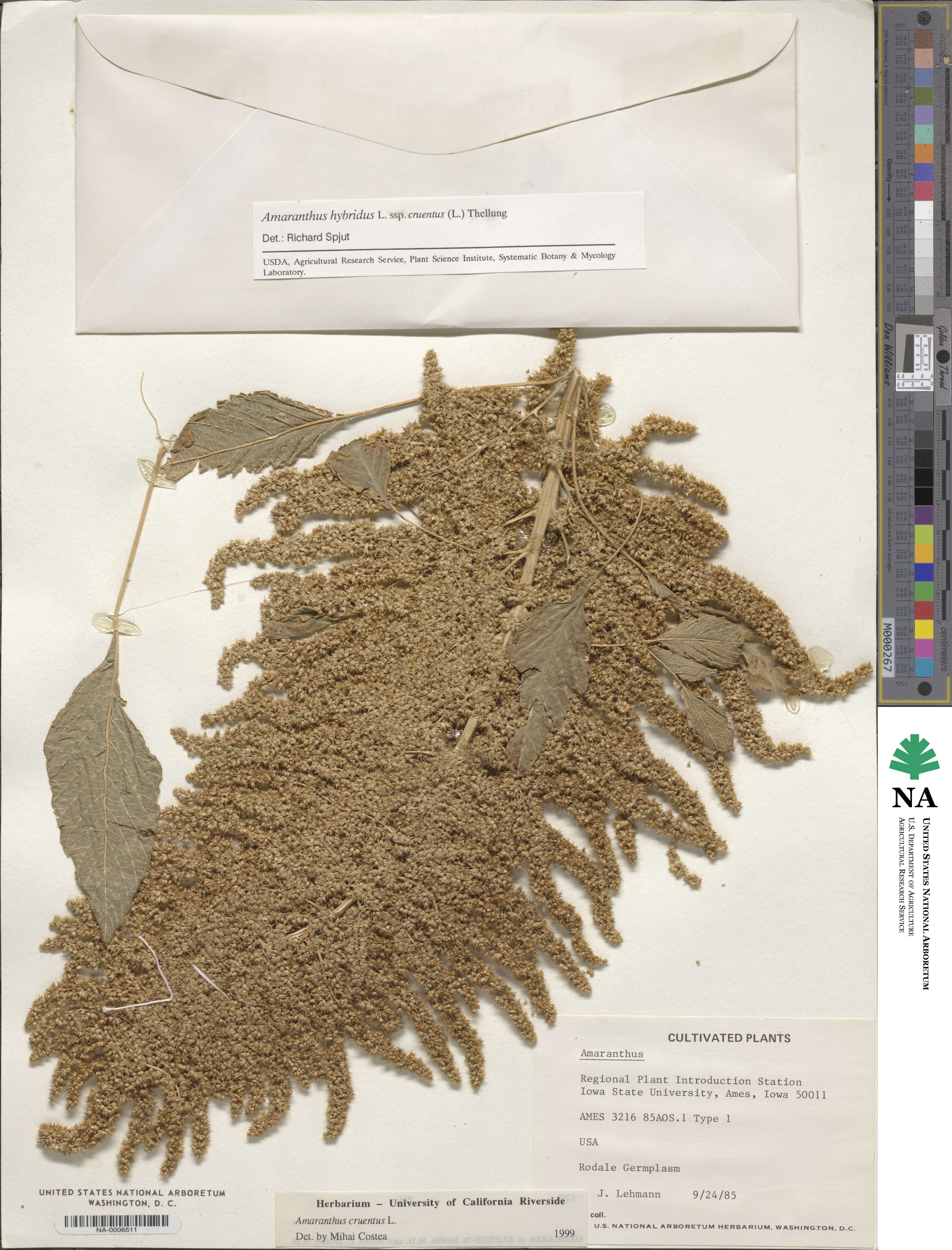 Amaranthus cruentus image