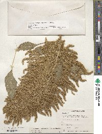 Amaranthus cruentus image