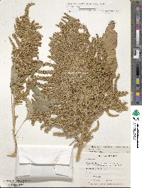 Amaranthus cruentus image