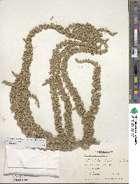 Amaranthus hypochondriacus image